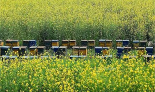 油菜花蜜的产地分布 油菜花蜂蜜哪里产的好