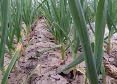 种大蒜的方法和步骤 大蒜怎样种才能长得好长蒜头