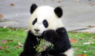 小熊猫和小浣熊的区别 小熊猫和小浣熊有什么不同呢