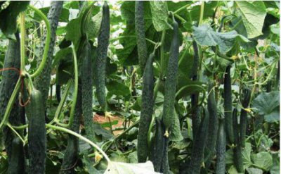 黄瓜开花不结果的原因是什么 生长期间四个方法多结果