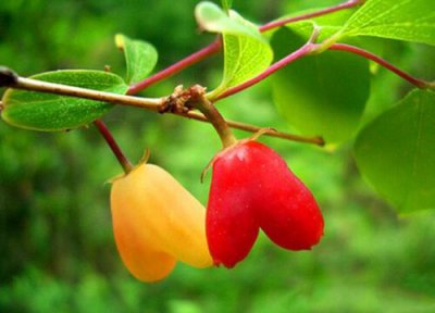 最漂亮的水果是什么 好看的水果有哪些