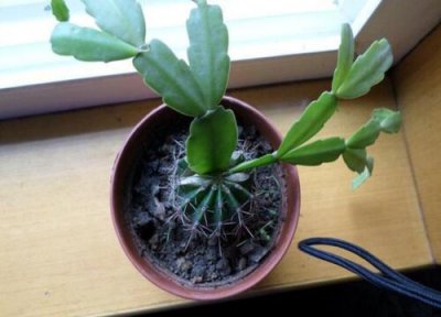 嫁接蟹爪兰的仙人掌干枯是什么原因 仙人掌嫁接蟹爪兰为什么仙人掌萎缩