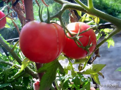 种的西红柿为什么会开裂 自家种的西红柿容易裂口的原因