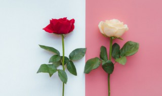新鲜玫瑰花如何放置好保鲜 玫瑰花怎样养护存放时间更久