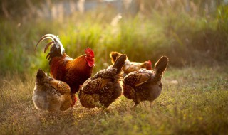 三黄鸡产地在哪里 三黄鸡产地在什么地方