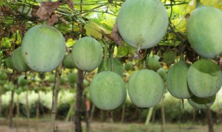 瓜蒌能生吃吗 瓜蒌可以生食吗