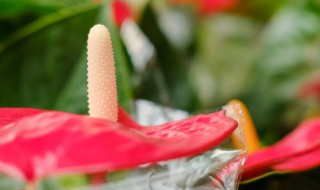 红掌花适合摆放在客厅吗 红掌花放客厅好吗