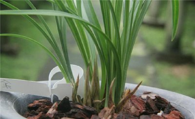 春兰来花苞了还需要春化吗 兰花春化的最佳方法及时间