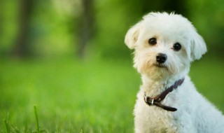 狗狗吃多了鸡蛋会怎样 狗狗多吃鸡蛋的坏处