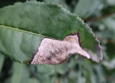 茶炭疽病发病原因 茶炭疽病的发病原因及治疗方法