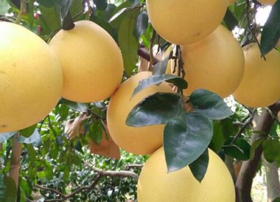 柚子种植中常见病害 柚子病虫害防治技术与方法措施