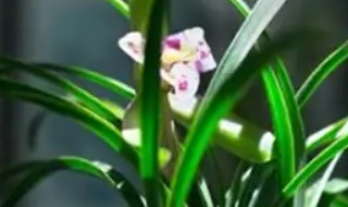 家庭盆栽兰花春季怎么管理 家庭盆栽兰花春季如何管理