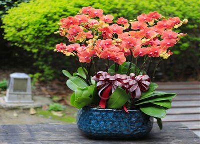 蝴蝶兰花期换盆 蝴蝶兰换盆半年长花箭算成功了吗