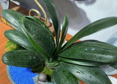 君子兰春天如何上肥 春天君子兰如何施肥生长特别旺