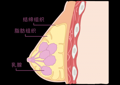 怎么量胸围确定罩杯大小图片 女生确定穿什么罩杯合适