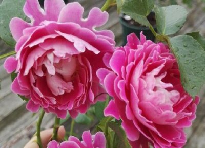 梦幻褶边月季优点 梦幻褶边月季的优缺点