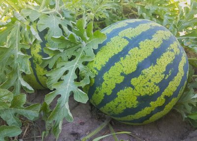 西瓜是什么作物 属于葫芦科的农作物