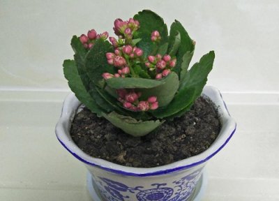 长寿花根系不好怎么办 长寿花怎么才能养好根系