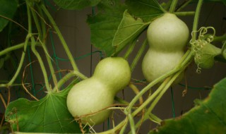 葫芦怎样晒干制作 葫芦怎样晾干成工艺品