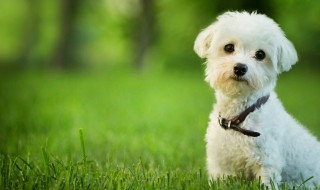 怎么培养狗狗活泼性格 如何培养狗狗活泼性格