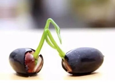 碗莲种子应该如何浸种 碗莲种子的养殖方法和注意事项