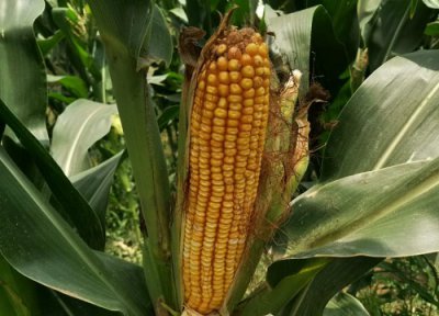 联创839玉米品种介绍 种子审定公告 产量特征特性