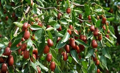 山东省枣庄特产值得带回去 枣庄特产排行榜前十名最新