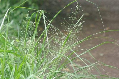知风草作用 知风草有什么作用及用途功效