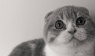 猫瘟试纸怎么用 猫瘟试纸的使用方法