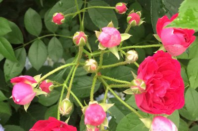 丰花月季有哪些品种 大花浓香丰花又耐寒月季品种介绍