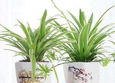 吊兰抽穗后还长叶子吗 用什么养护吊兰抽穗快又多