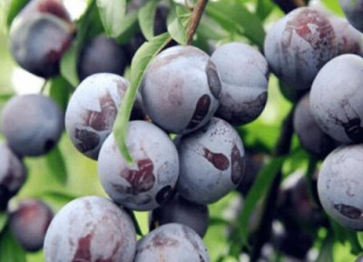 珍珠李成熟时间 珍珠李什么时候成熟