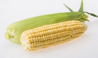 怎么挑玉米 如何挑选玉米