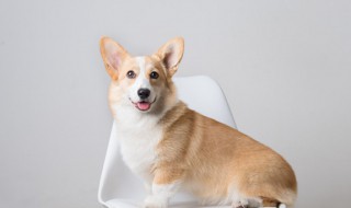 小狗能不能带上大巴车 小狗可以坐大巴车吗