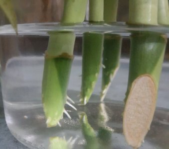 没根的富贵竹怎么养活 无根富贵竹水培养殖方法与步骤