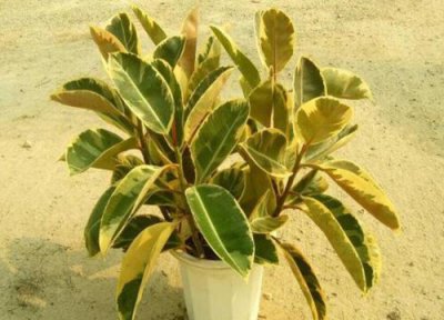 花叶橡皮树的养殖方法 花叶橡皮树的养殖方法和注意事项