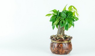 买什么花最进财 哪些花比较容易招财