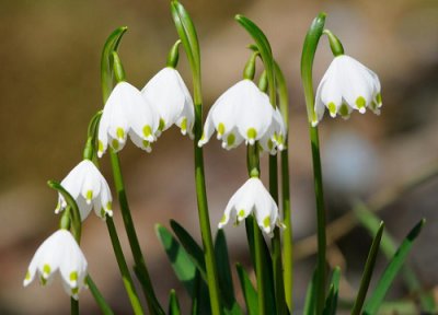 铃兰花花语和寓意 铃兰花的花语是什么