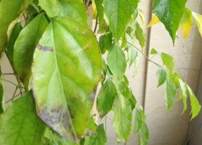 幸福树种植中常见病害 幸福树病虫害防治方法与技术措施