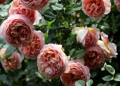 浓香月季品种有哪些 月季花期长香味浓的品种及图片