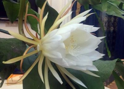 怎样养好昙花才能开花 室内昙花盆栽怎么养殖方法