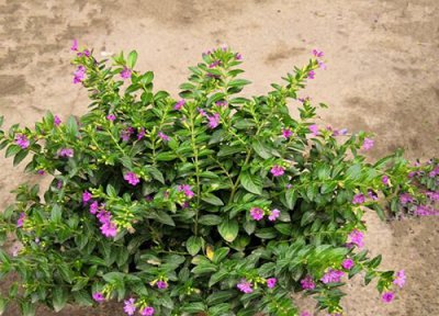 满天星花养护与管理 满天星如何养护枝繁叶茂