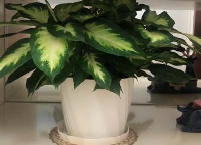 万年青最佳摆放位置 万年青放在家里哪个位置最吉利