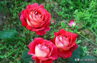 十大浓香型月季花香味排名 月季花香味浓郁第一名品种