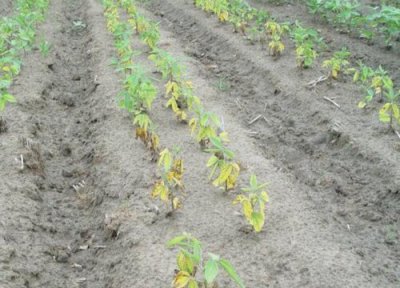 大豆用什么栽培最好 大豆适合什么土壤种植