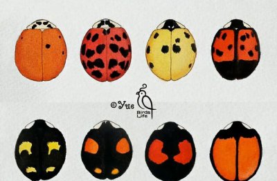 两星瓢虫是益虫还是害虫 一文教你分清瓢虫的利害