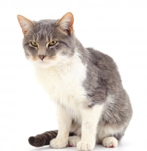 怎么纠正猫咪乱拉粑粑 猫到处乱尿乱拉的原因是什么