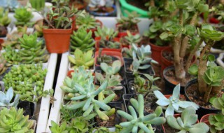 多肉种植方法和注意事项 多肉种植要注意什么