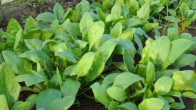 怎样让菠菜种子发芽出苗快 种植前浸种催芽提高出苗率