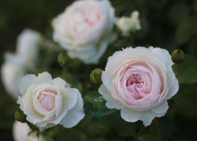 公爵夫人属于藤本还是灌木 公爵夫人月季是藤本还是灌木